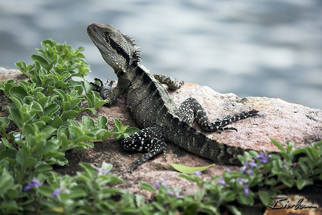 IMG_6988-01 - Australian Water Dragon, Physignathus lesueurii.jpg - Brisbane Water Dragon